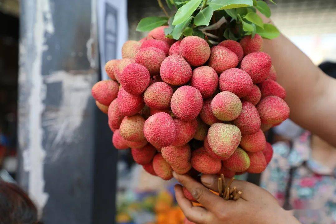 元江6000多亩荔枝熟了最长树龄上千年