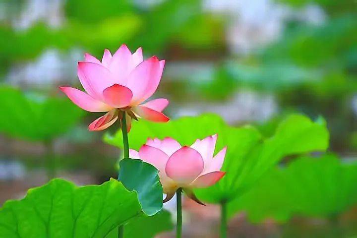 聆听馨声 王恒源 新爱莲说 莲花 加工 白莲