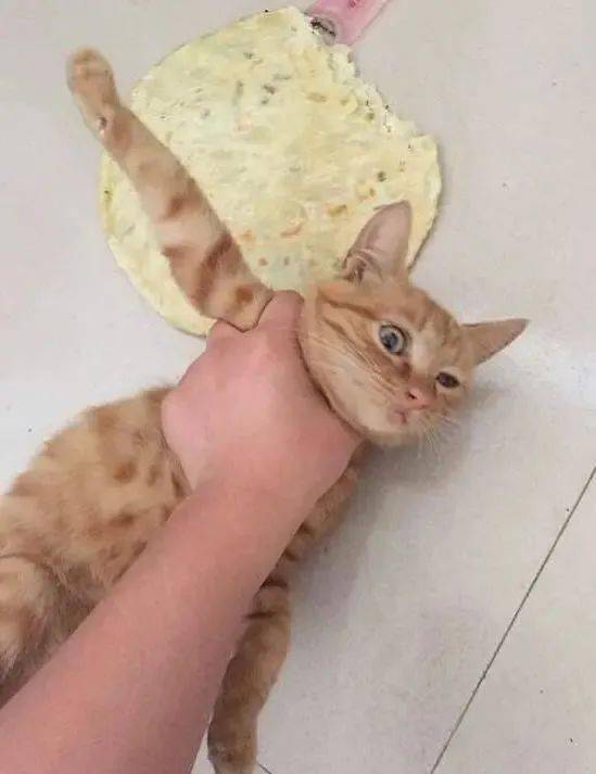 一张图让你戒猫62_猫咪_什么_农村