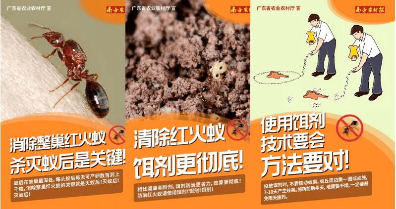红火蚁防控科普知识