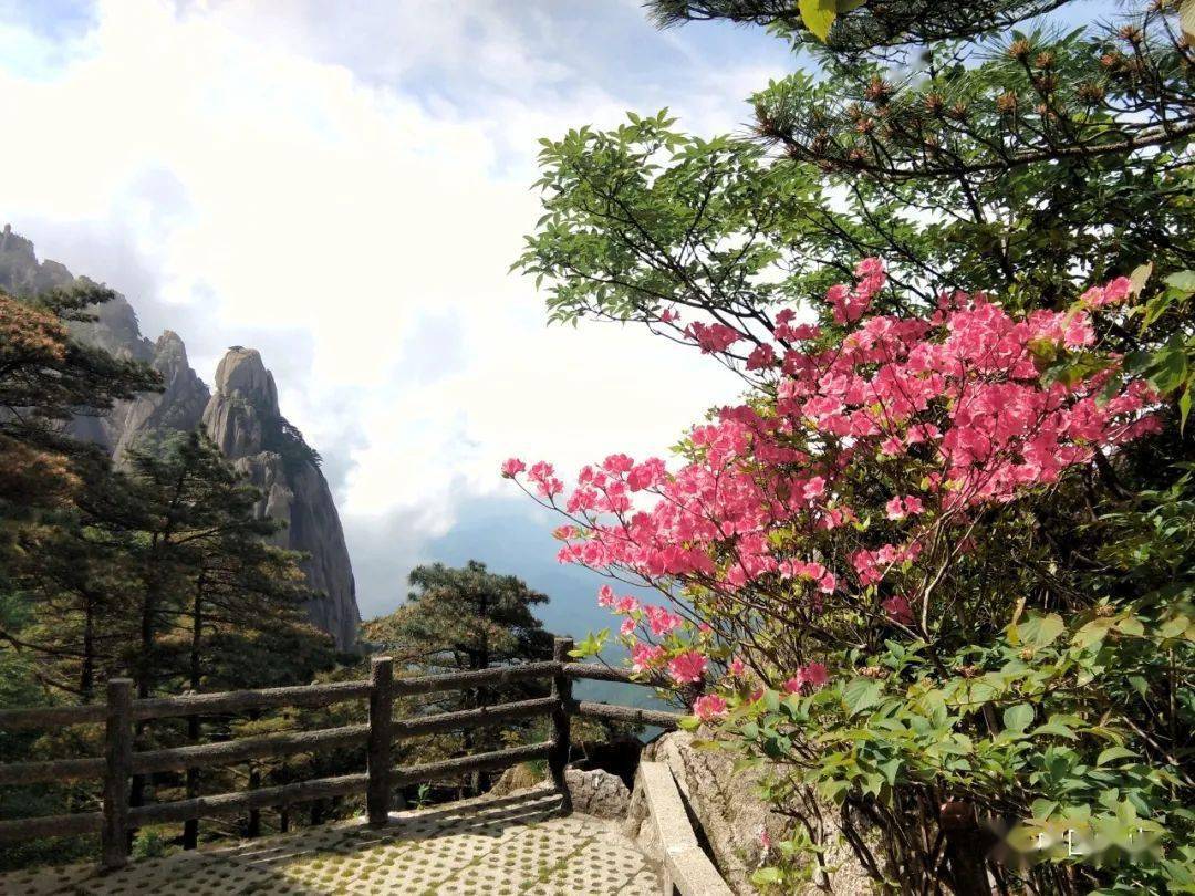 黄山之巅游客开启初夏清凉游 景区 蔡季安 山花