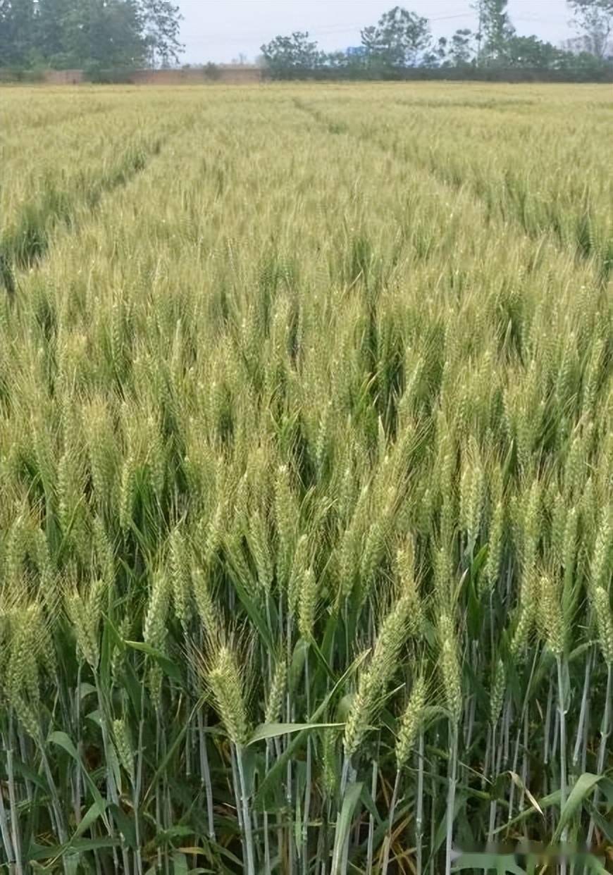 周麦45河南是全国小麦生产和调出第一大省,作为全国的粮食生产核心区