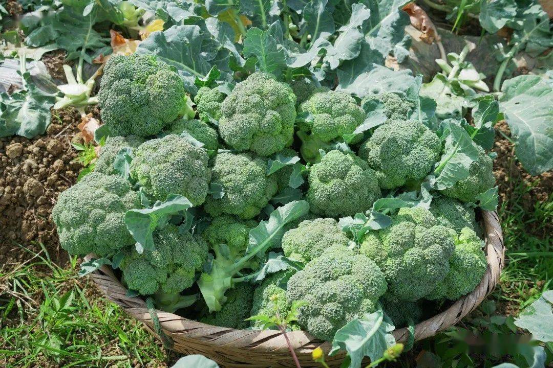 云南驿镇150亩西蓝花喜丰收