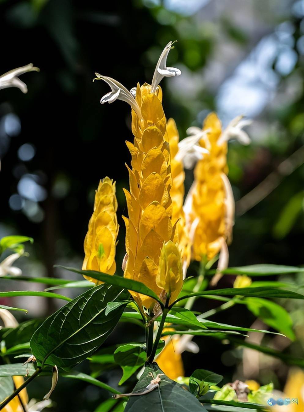 摄影欣赏金苞花