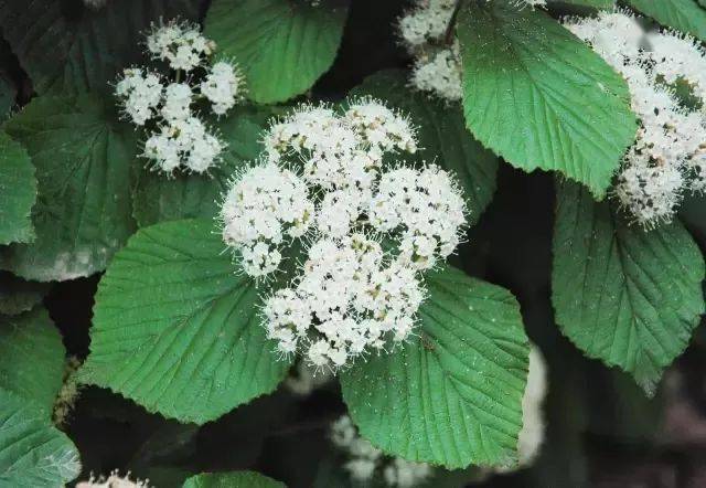 歐洲莢蒾邊緣一圈為大型不育花,不能結果,中央小型花全為可育花