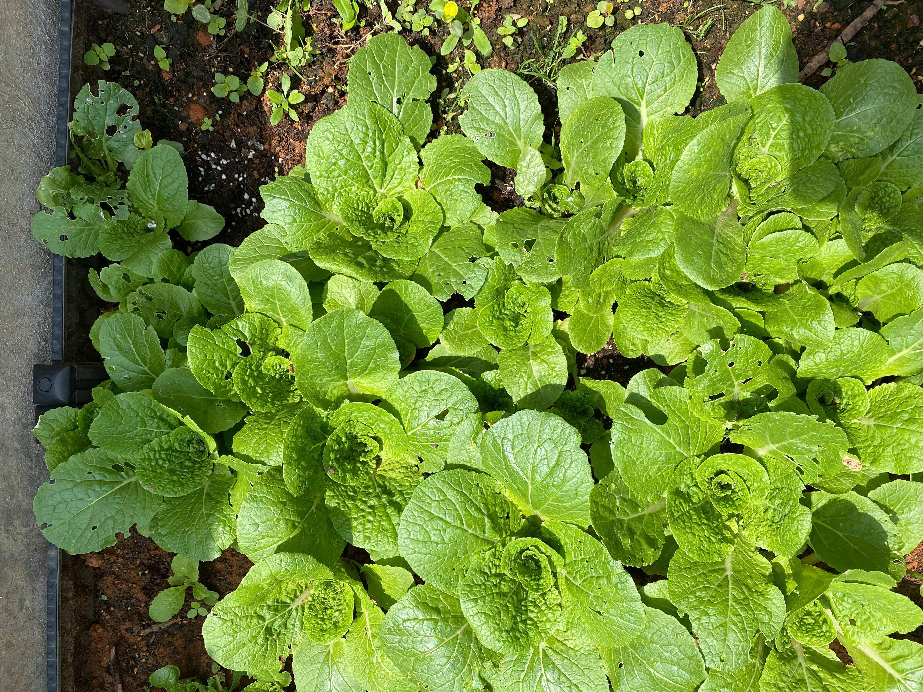 家庭如何種植小白菜簡單3步長得快綠油油不停有青菜吃