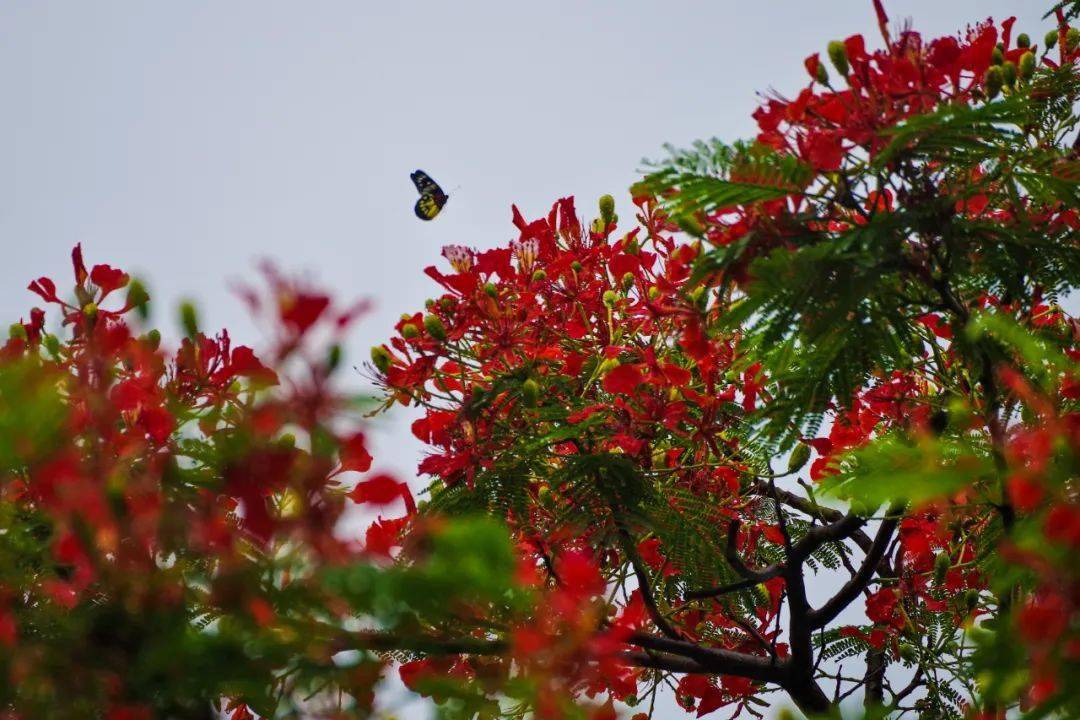 初夏花開紅似火鳳凰落降廣州城