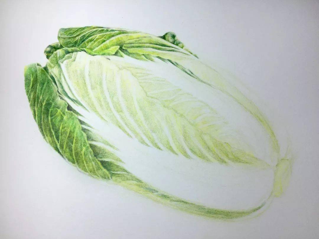 诀窍没有更多的色彩唯有耐心用灰色淡淡的刻画出白菜帮的走势用黄绿色