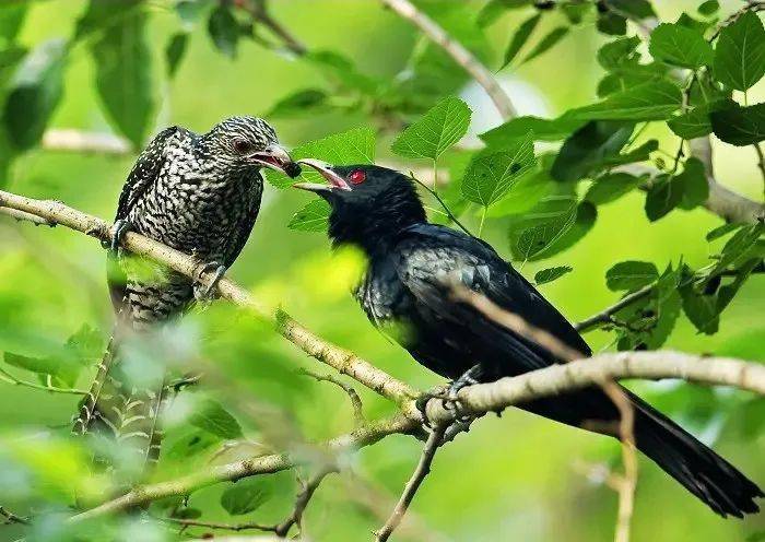 居民却觉得有点幸福…_夜鹰_宜春_叫声
