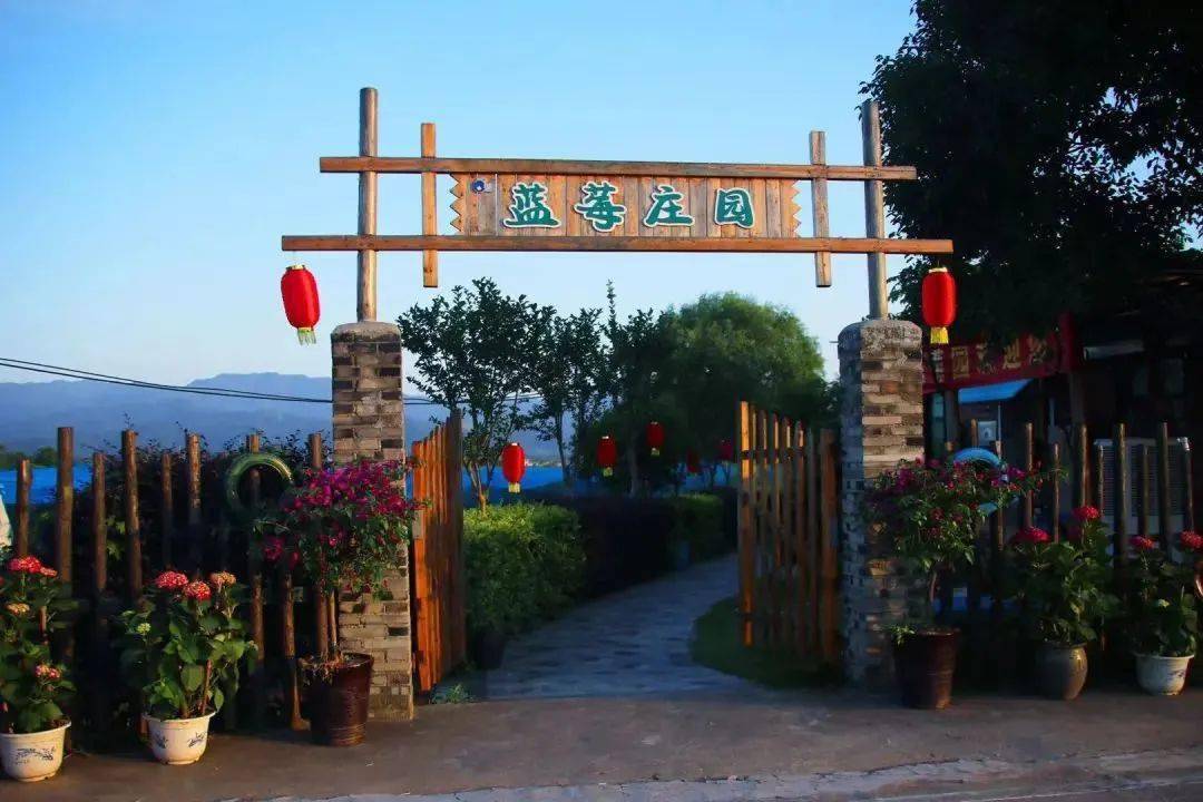 美味"蓝"不住|"蓝色浪漫 莓莓传情"蓝莓采摘游正式开幕