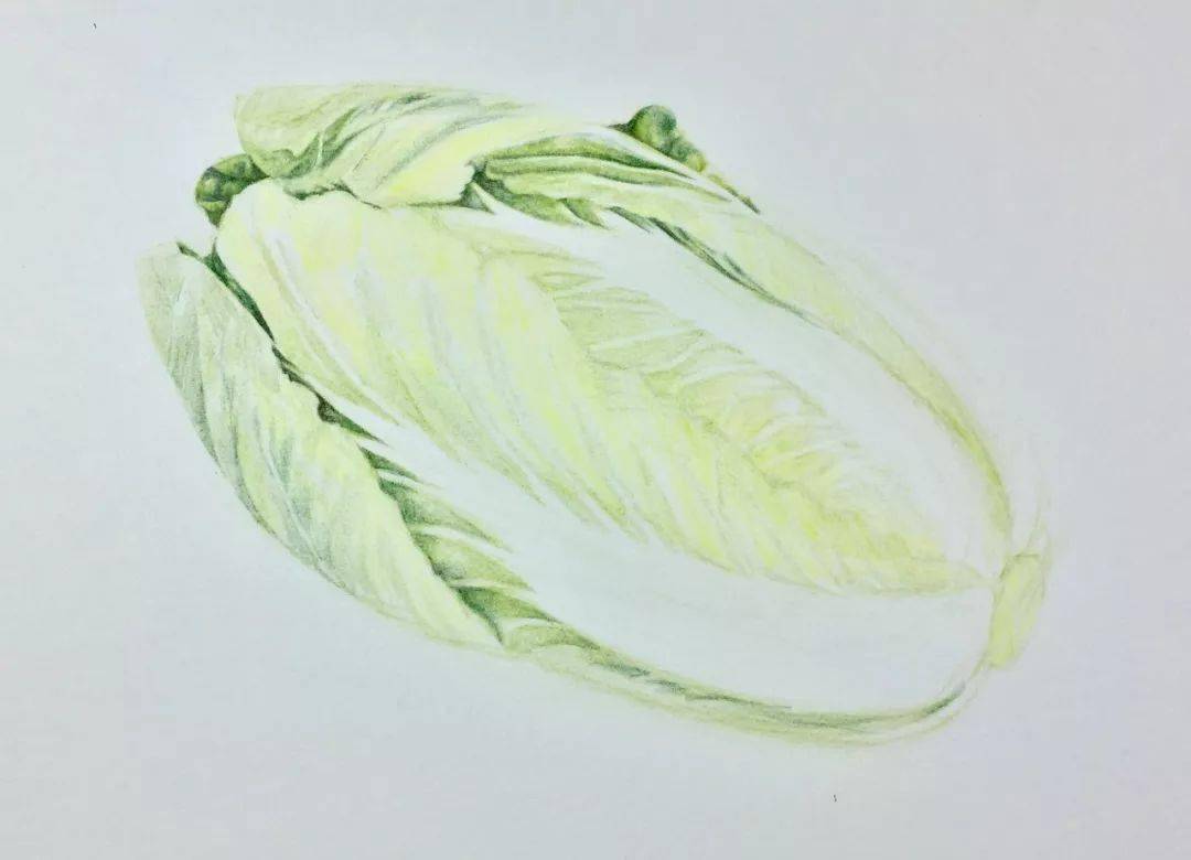 彩铅教程 | 白菜,百财!