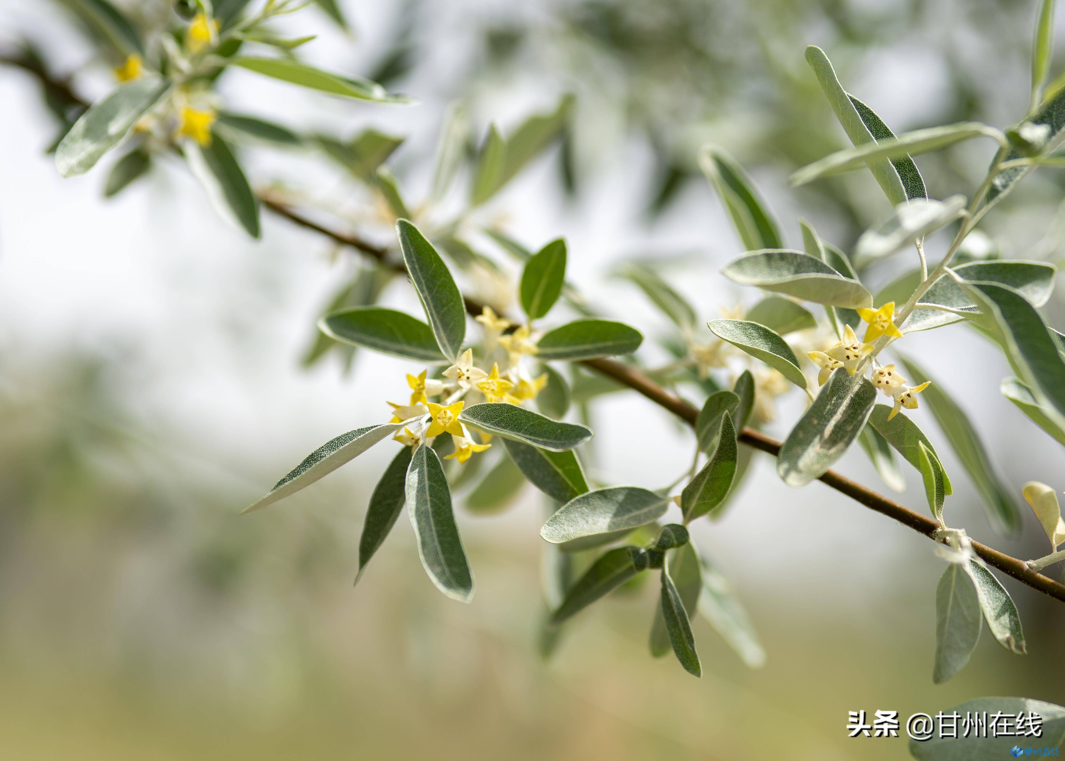 甘州:水云乡里枣花香_活动_游季_景区