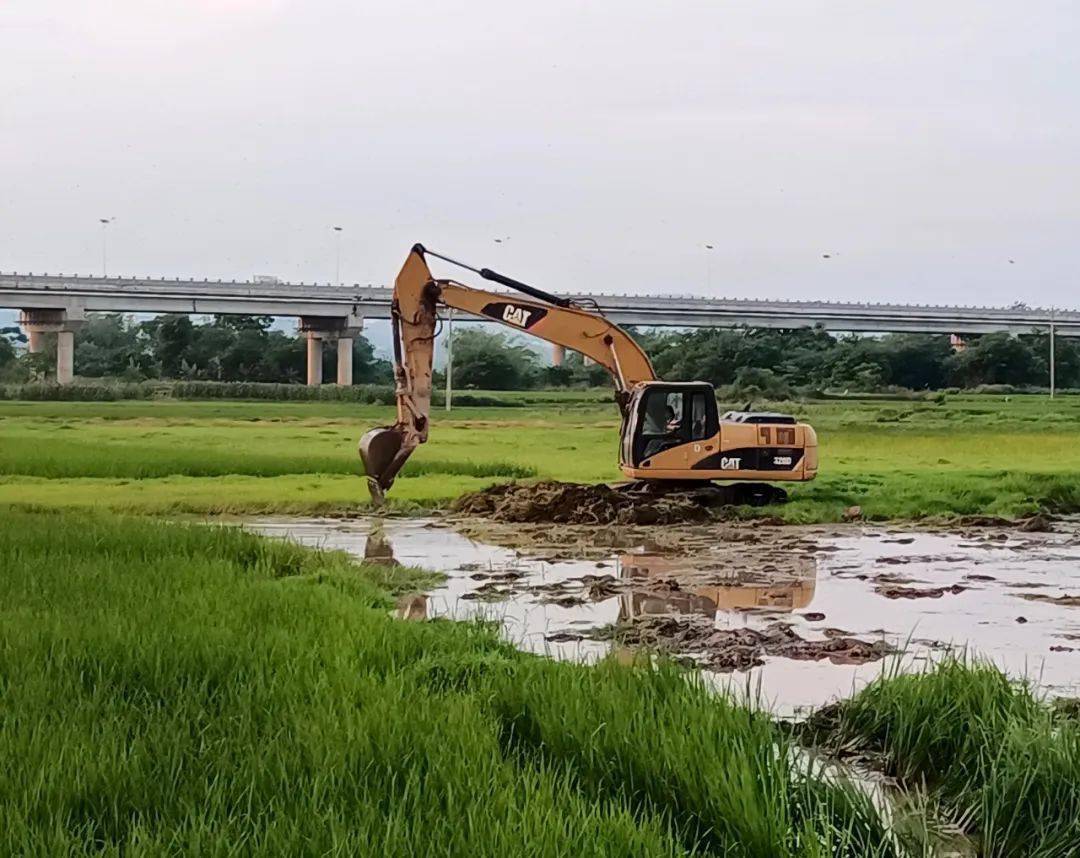 宁明县明江镇四项举措常抓粮食生产年年增收_种植_梁文高_进行