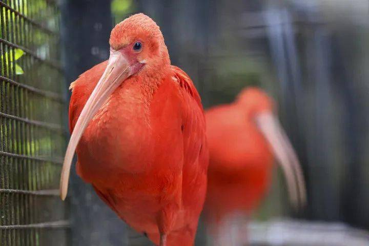 大家都是鸟字旁的怎么差别这么大