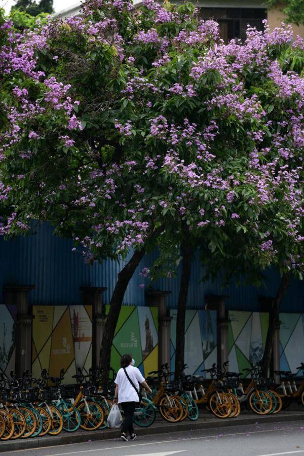 美不胜收！大叶紫薇正盛放，广州这些地方可赏花