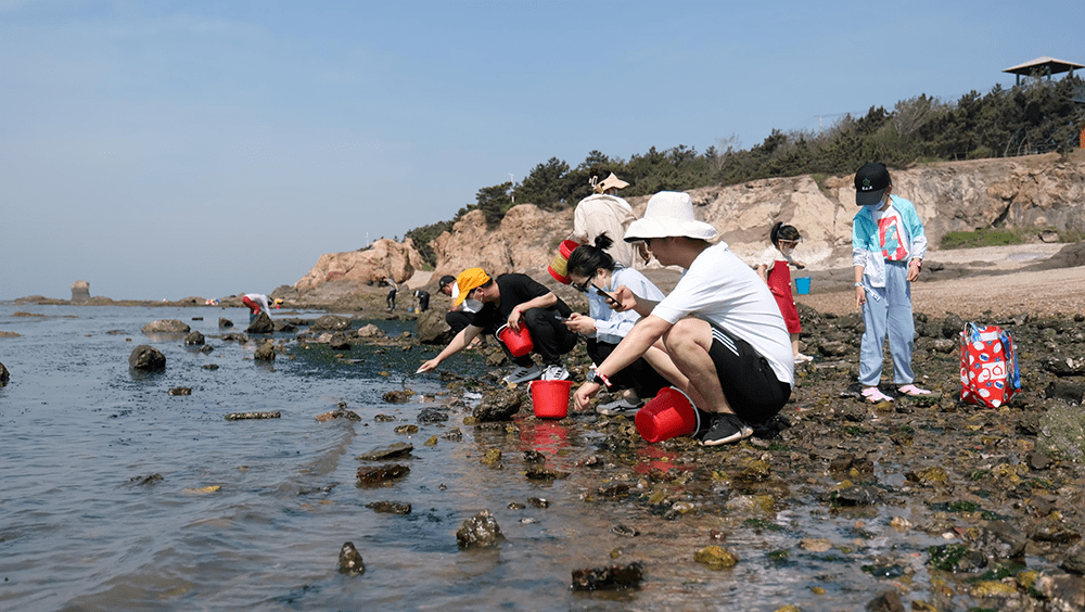 时隔三年再迎客青岛城阳红岛蛤蜊节引领潮流生活
