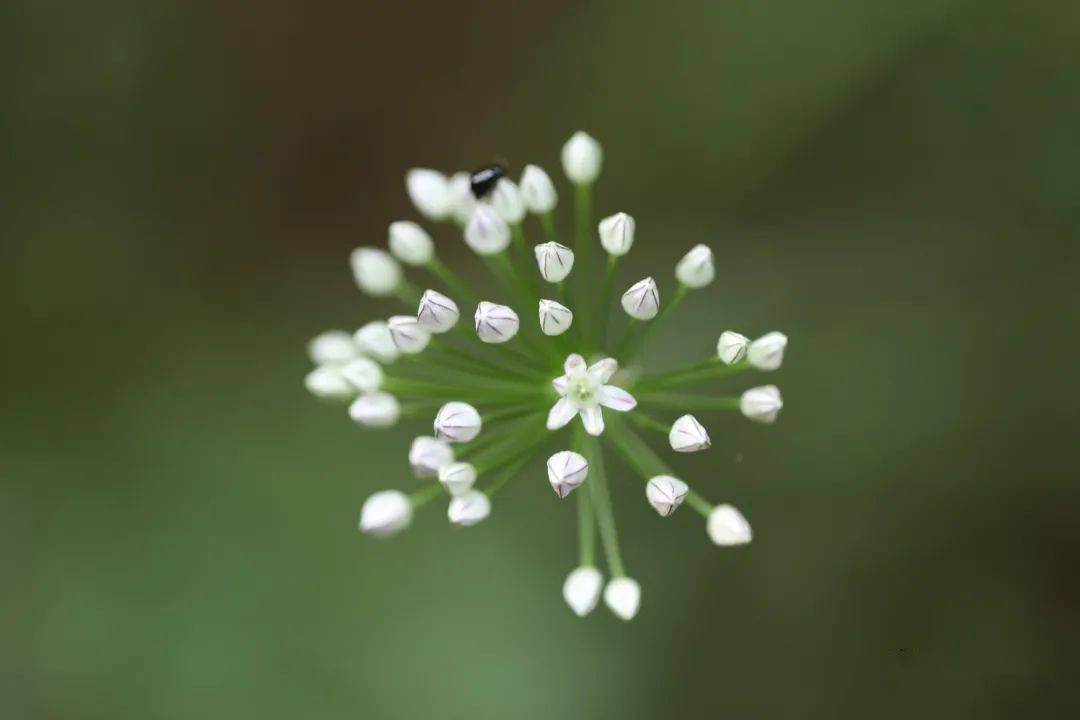 滴水岩上的小根蒜开花了