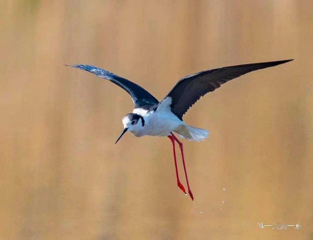 长腿鹬风情万种的红腿娘子