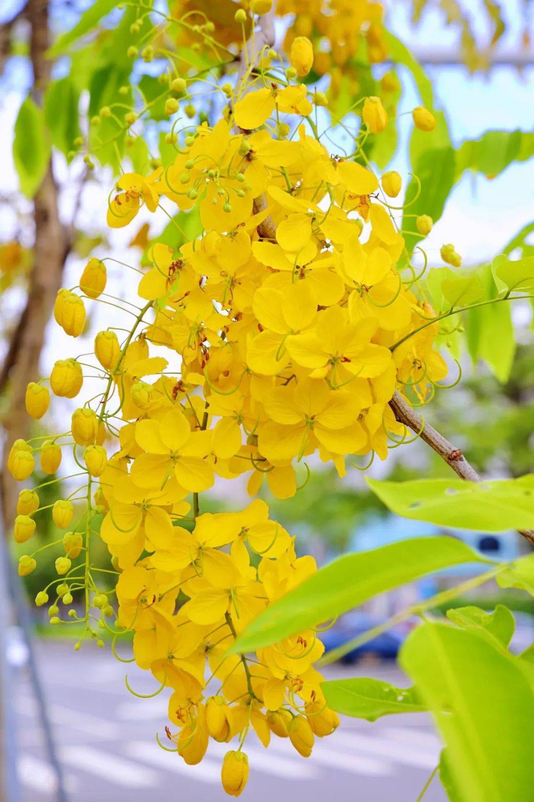 除迎宾大道外在新会大鳌镇,鹤山新环路等地方都可以找到腊肠树的踪迹