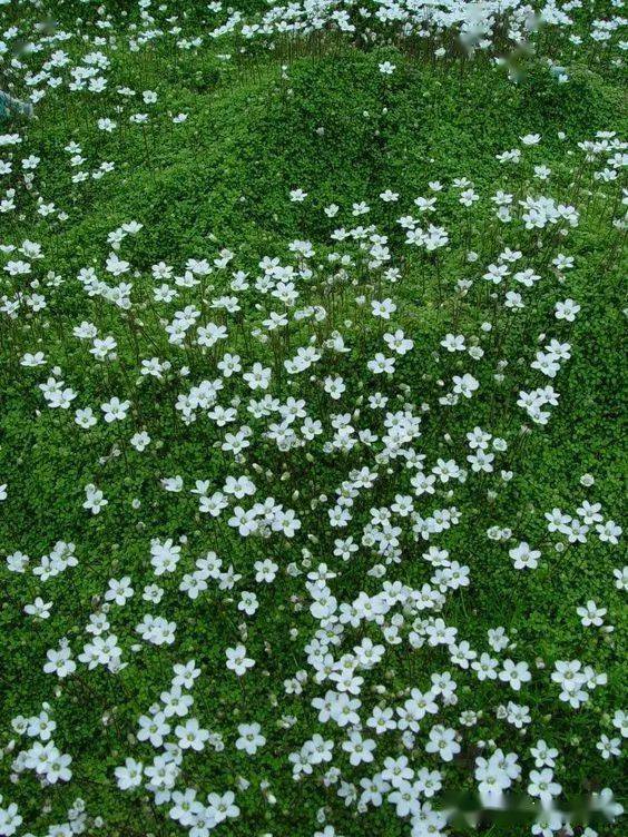 苔藓开花图片欣赏图片