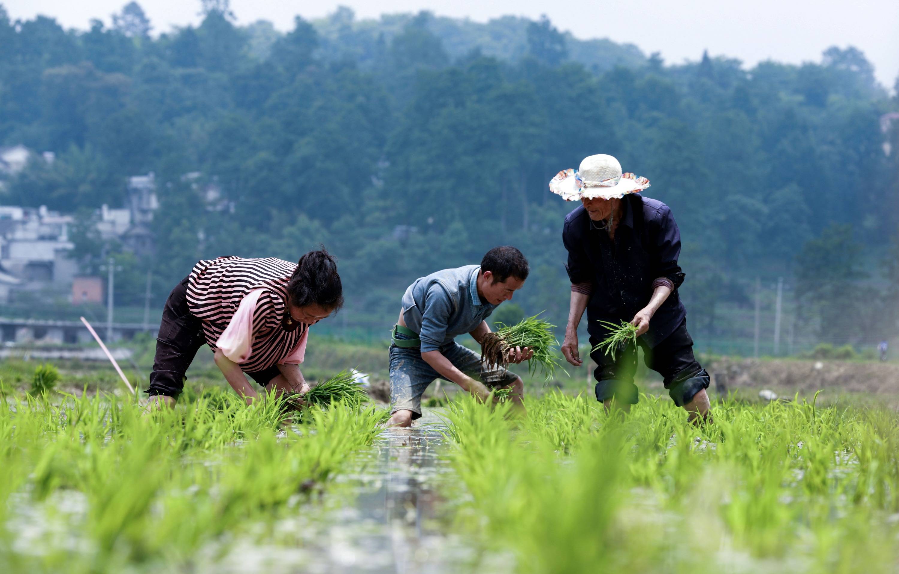 贵州黔西内庄田园美如画农民耕田插秧忙