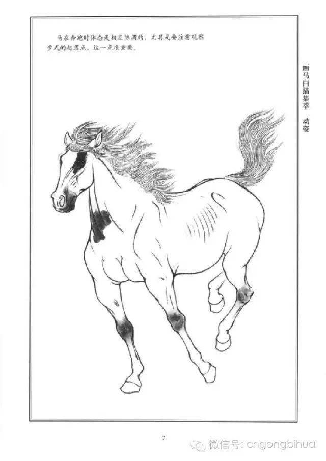 白描马姿态图片