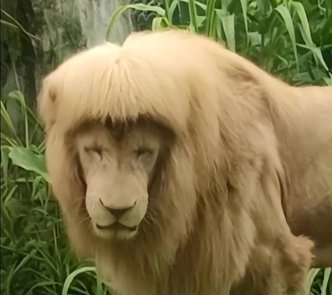 另据广东台触电新闻报道,广州动物园的一名工作人员表示,阿杭的头发是