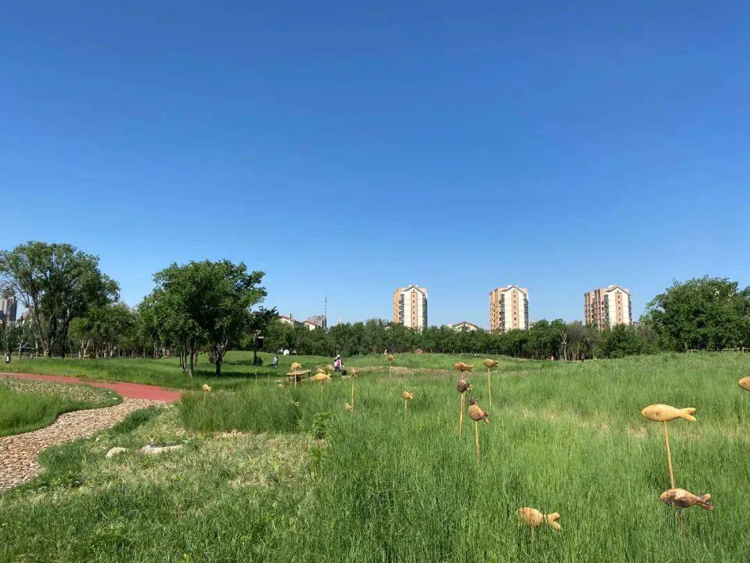 城中最大疏林草地呼和浩特小草公园开园啦