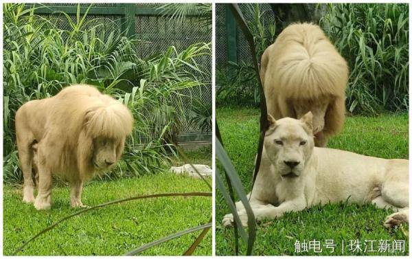 网传“给狮子剪刘海”，广州动物园：绝对纯天然