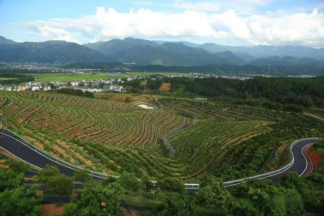 新宁县崀山果业智慧橙园,橙道在脐橙林中蜿蜒"百里脐橙连崀山".