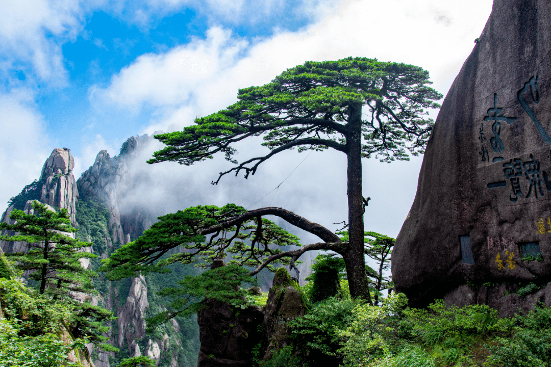 黄山松的形态图片