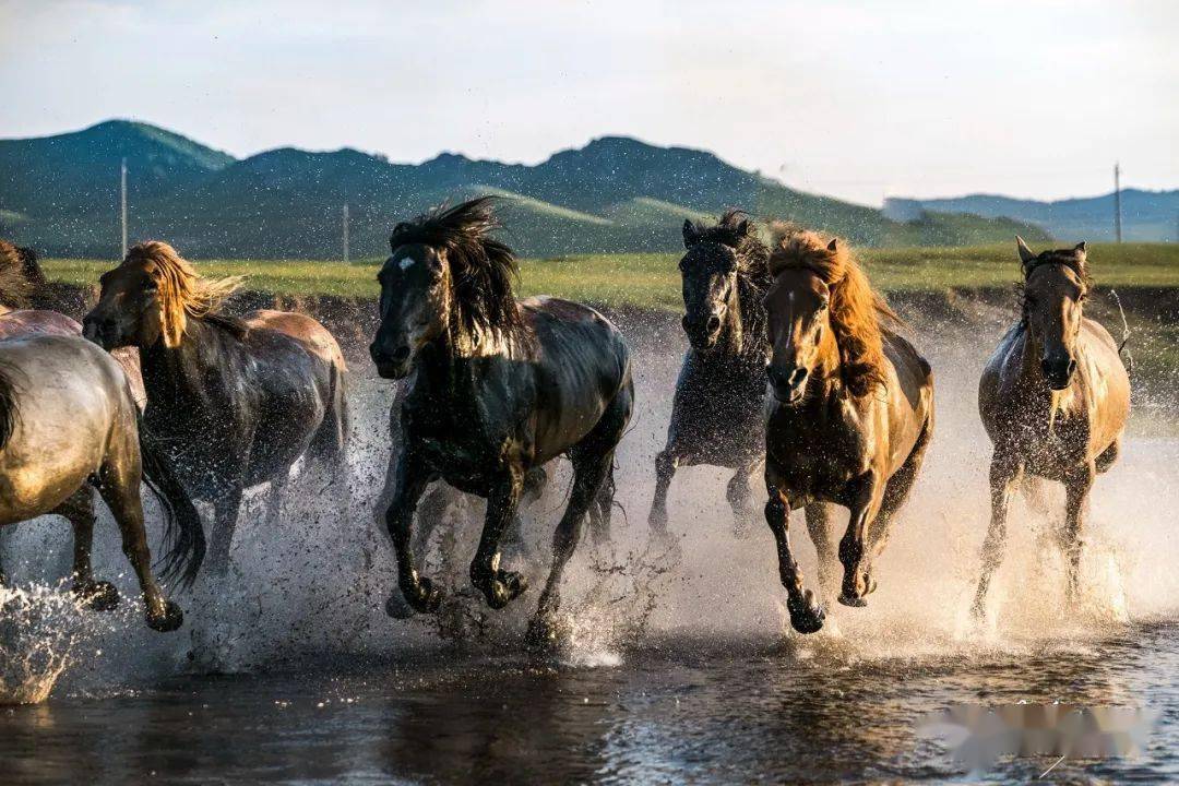 2022年6月25日夏季万马奔腾摄影团招募中