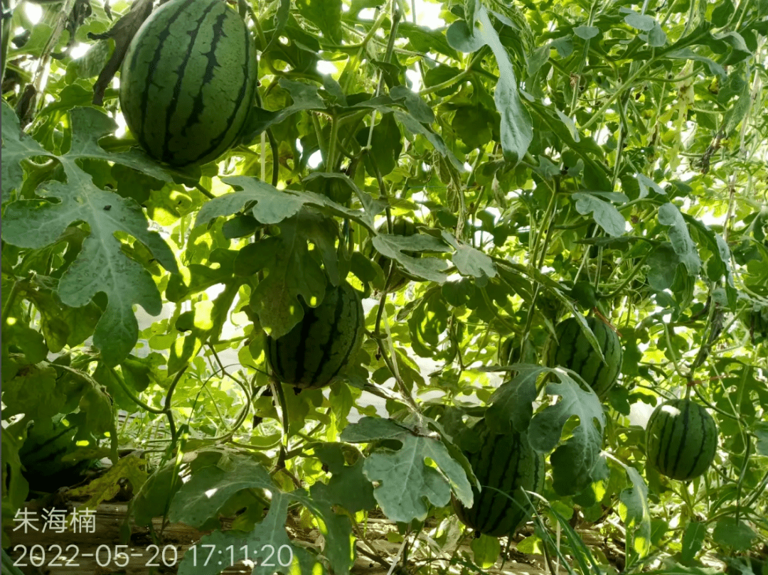 大兴的本地西瓜好吃又便宜_大兴区_果园_庞各庄