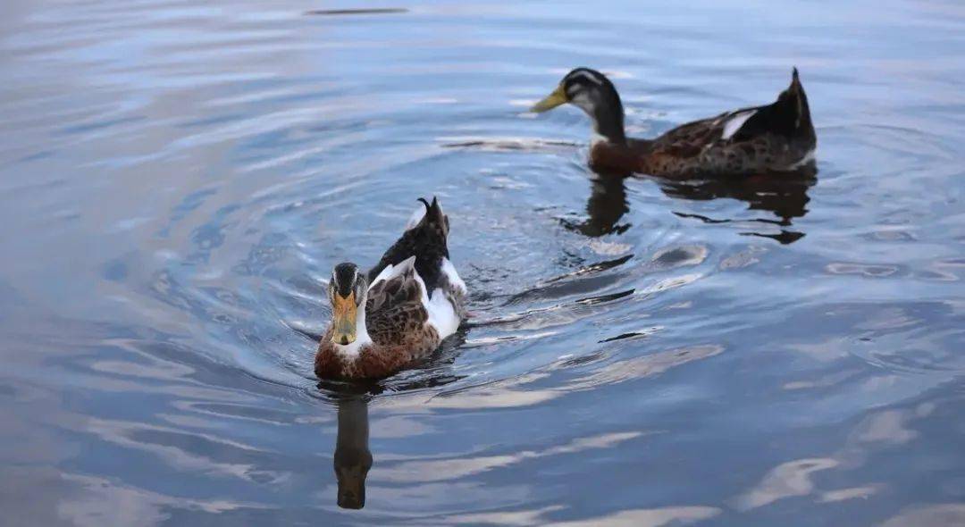 以前农户饲养的"扁嘴儿",咋成了城里人的宠物?