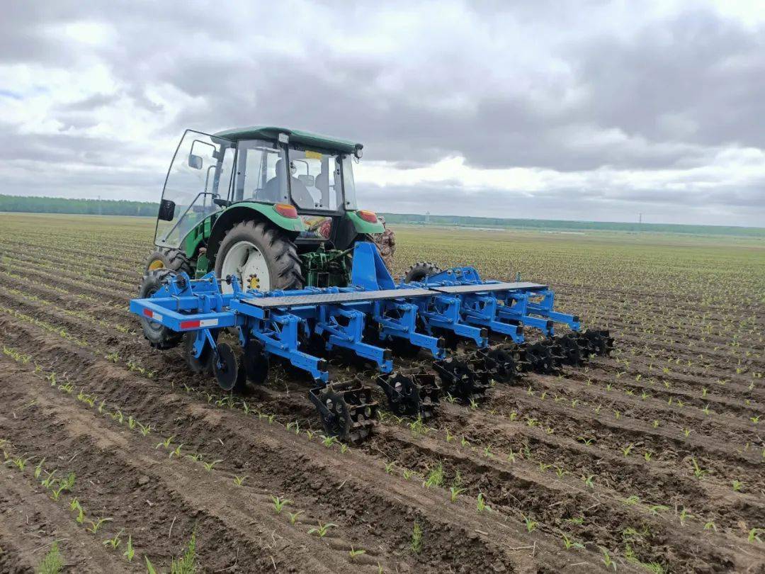 在第二管理区第1作业站6号地,机车全面开启玉米苗后中耕作业,深松放寒