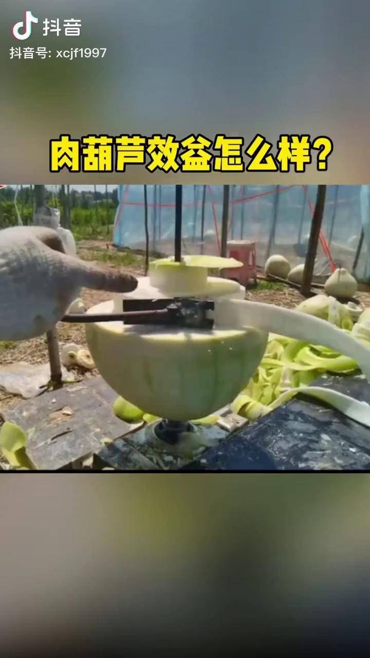 肉葫芦效益怎么样葫芦
