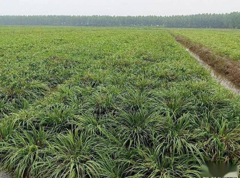 湖南省岳阳市华容县石菖蒲长势情况