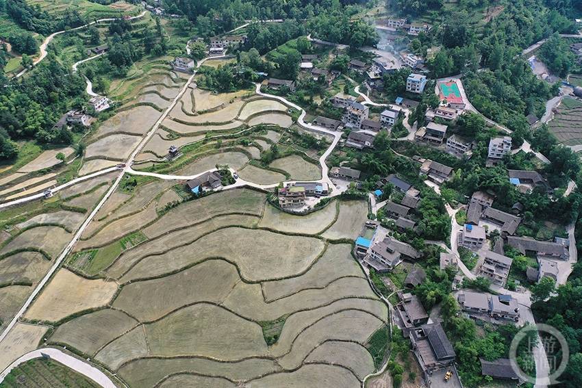 撂荒地变高标准农田 土家寨变网红打卡点_金鸡_太极镇_李子村