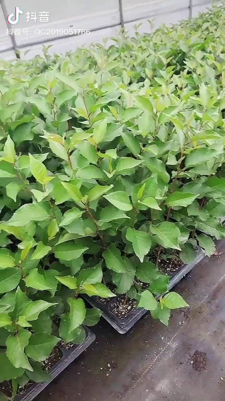 组培吉塞拉六号砧木苗组培吉塞拉砧木吉塞拉六号砧木吉塞拉十二号砧木