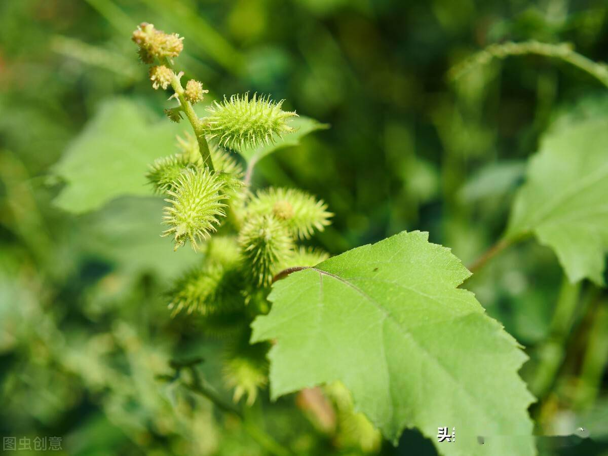 四味中药,通鼻窍,止头痛,缓解鼻塞,鼻炎_辛夷_薄荷_白芷