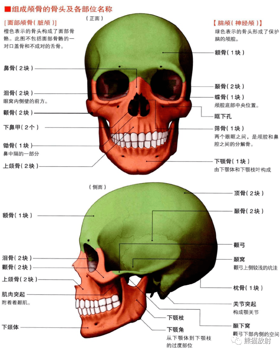 头颈部各部位名称图片可点击放大查看解剖丨颅面颈部(颅面骨,眼眶