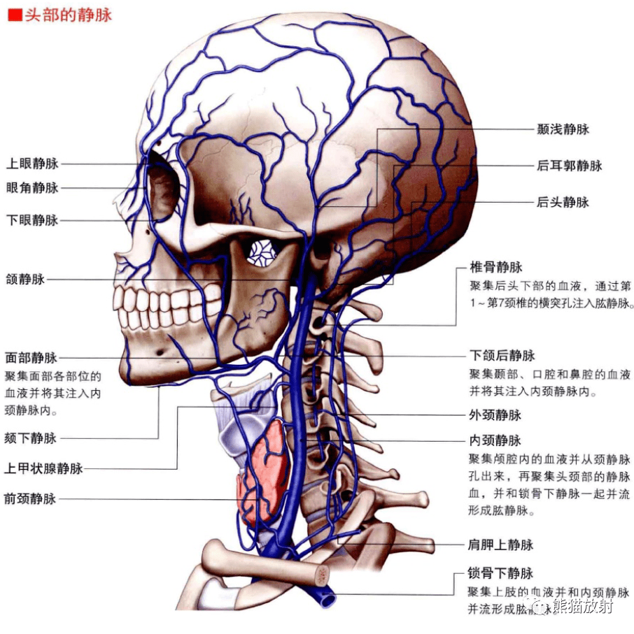 3d解剖