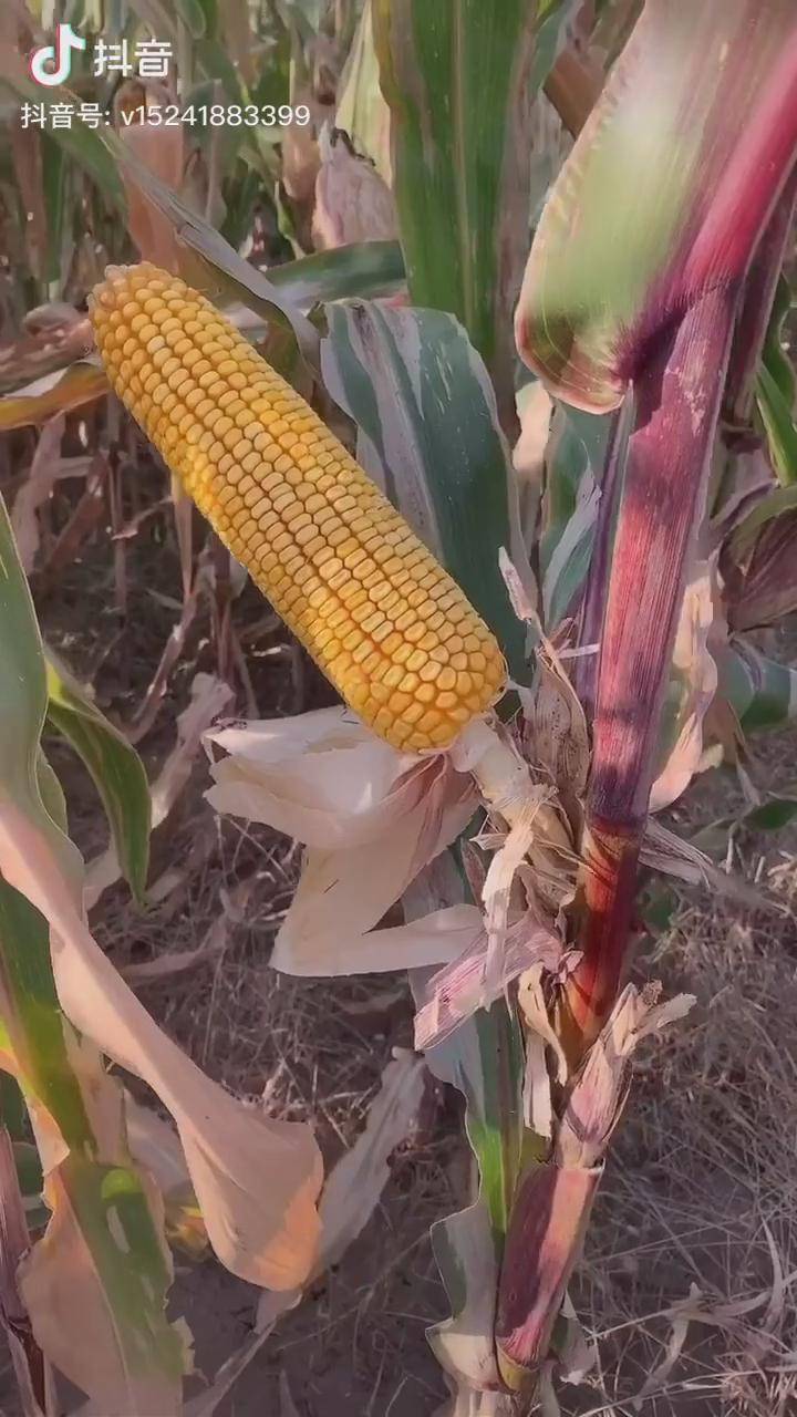 小紫杆大苞米农民农业农村种植玉米