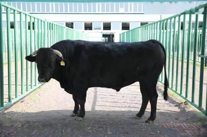 数说龙江好味道龙江和牛为啥这么牛