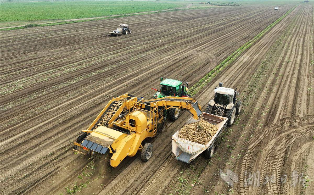 荒滩掘出"金蛋蛋"_土豆_种植_襄阳