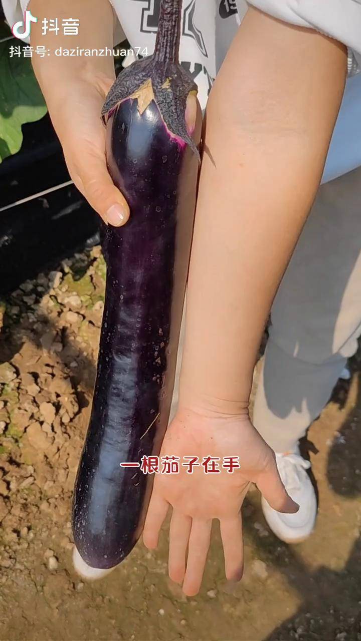 一根茄子在手面包应有尽有紫黑长茄子春季种植不要落下哦种植种菜dou