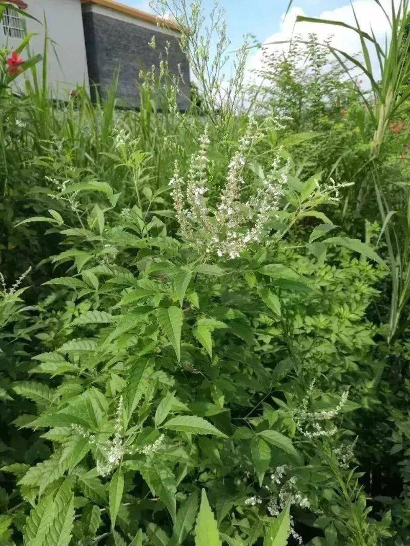 这些老粽子也是植物系解热毒良方