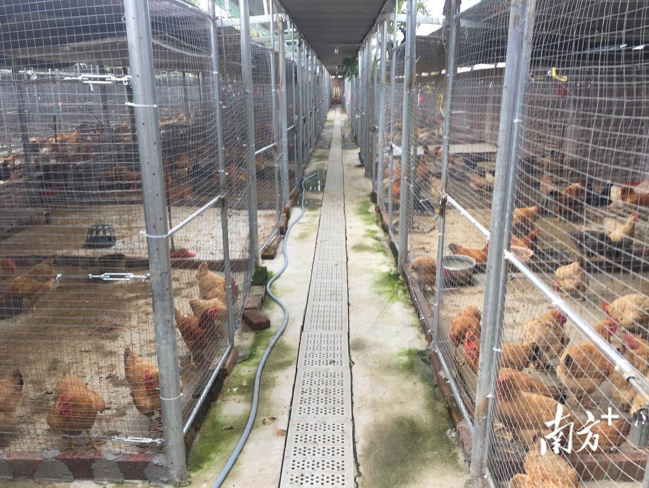 禽畜集中圈养化州同庆镇同庆村人居环境整治有妙招