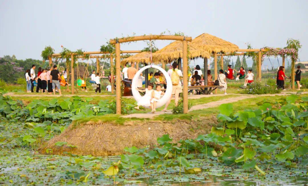 花漾新津61荷花季亮灯启幕千亩荷塘61新场景等你打卡