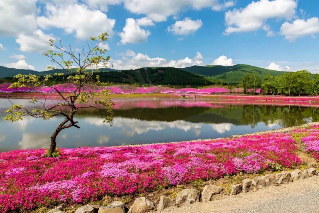 【迎旅发】摄影协会芝樱花海采风图集